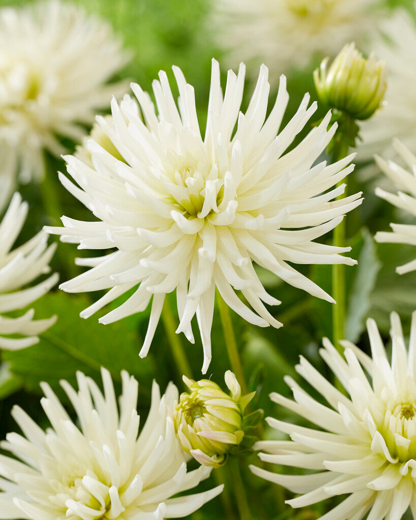 Dahlia Border Playa Blanca 1-pakning